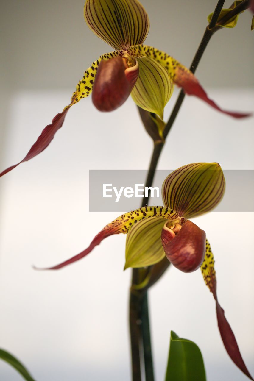 LOW ANGLE VIEW OF FLOWER TREE AGAINST BLURRED BACKGROUND