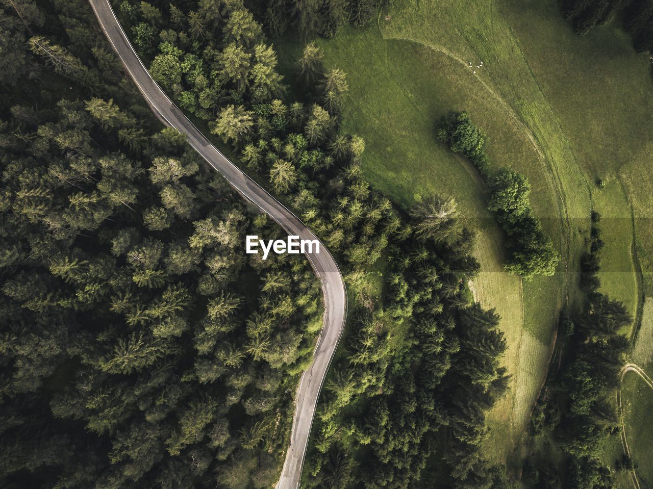 Aerial view of road amidst trees