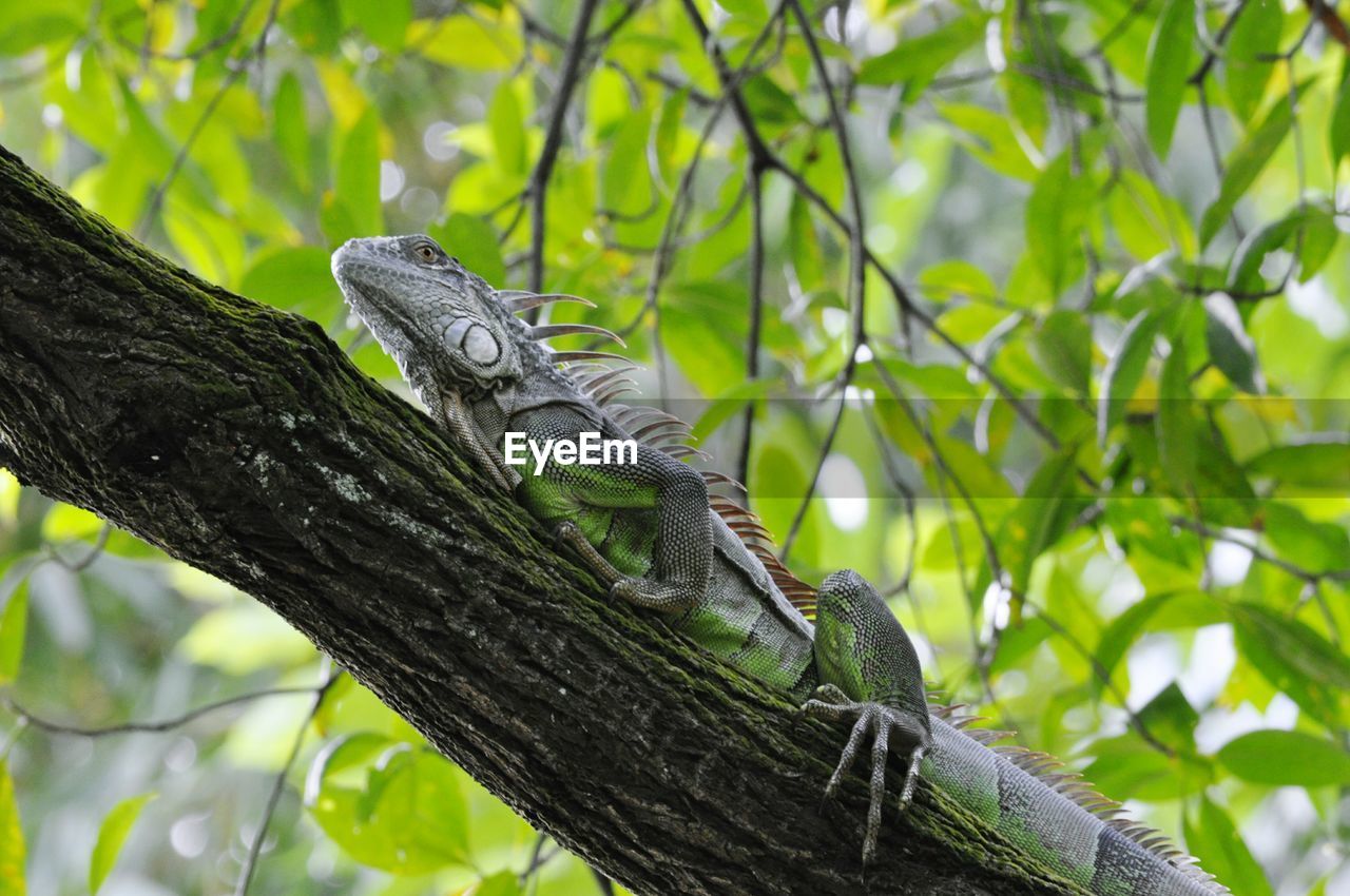 Lizard on tree branch