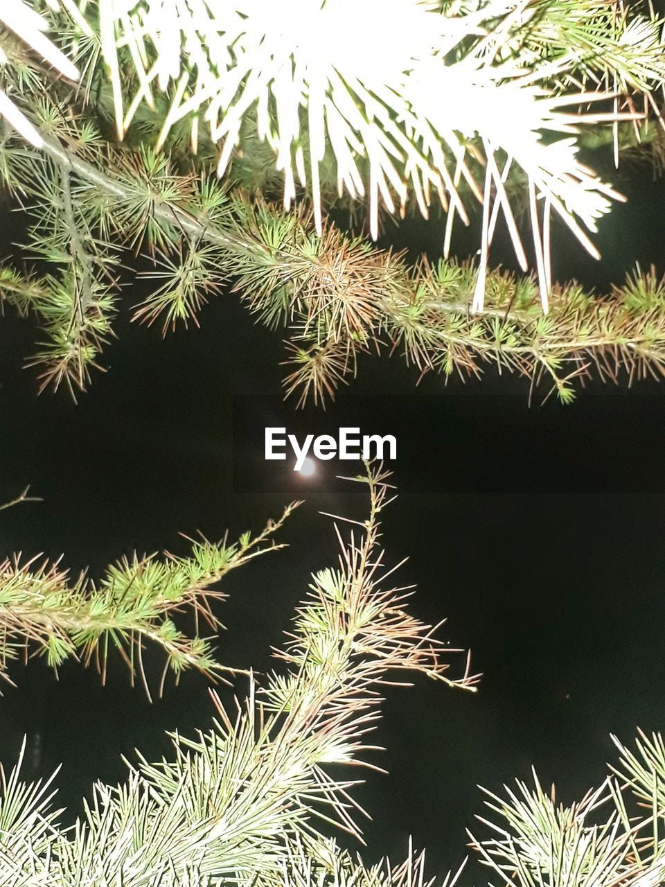 LOW ANGLE VIEW OF CACTUS PLANT AGAINST TREES