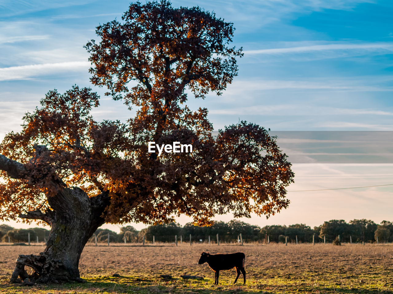 VIEW OF A TREE ON FIELD AGAINST SKY