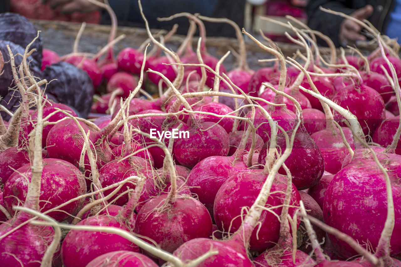 Red and white radishes and purple cabbages