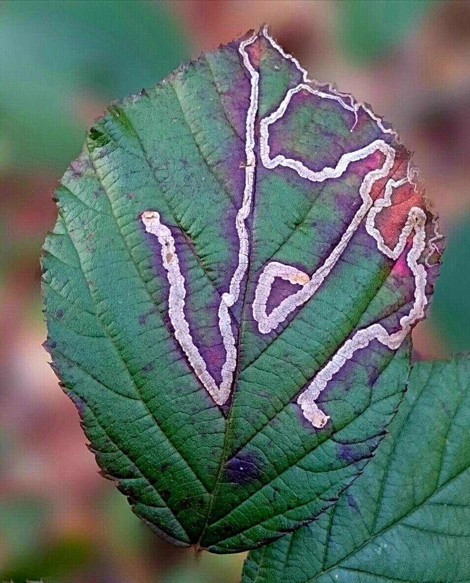 Close-up of damaged plant leaf