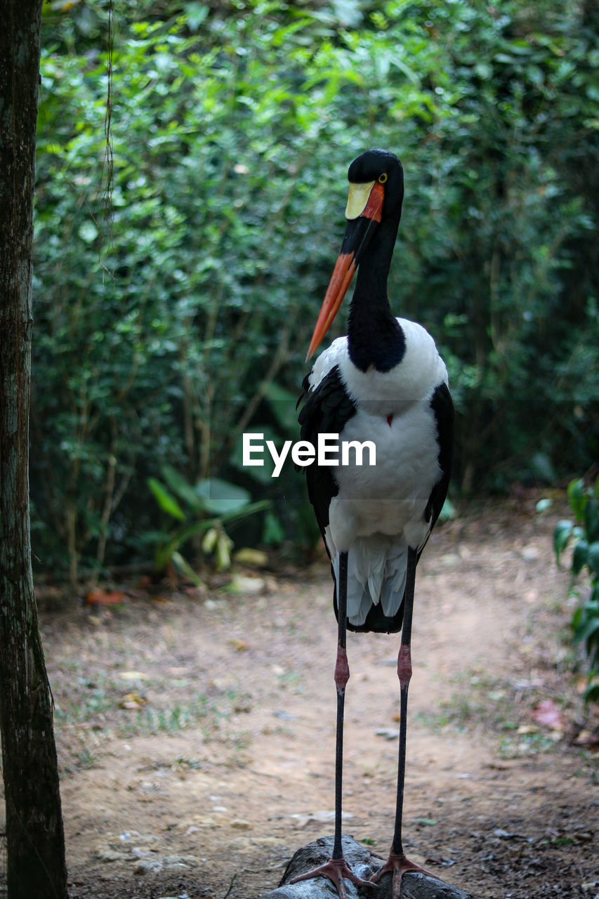 CLOSE-UP OF A BIRD PERCHING ON A LAND