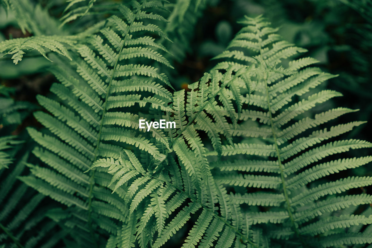 Natural background, thickets of fern