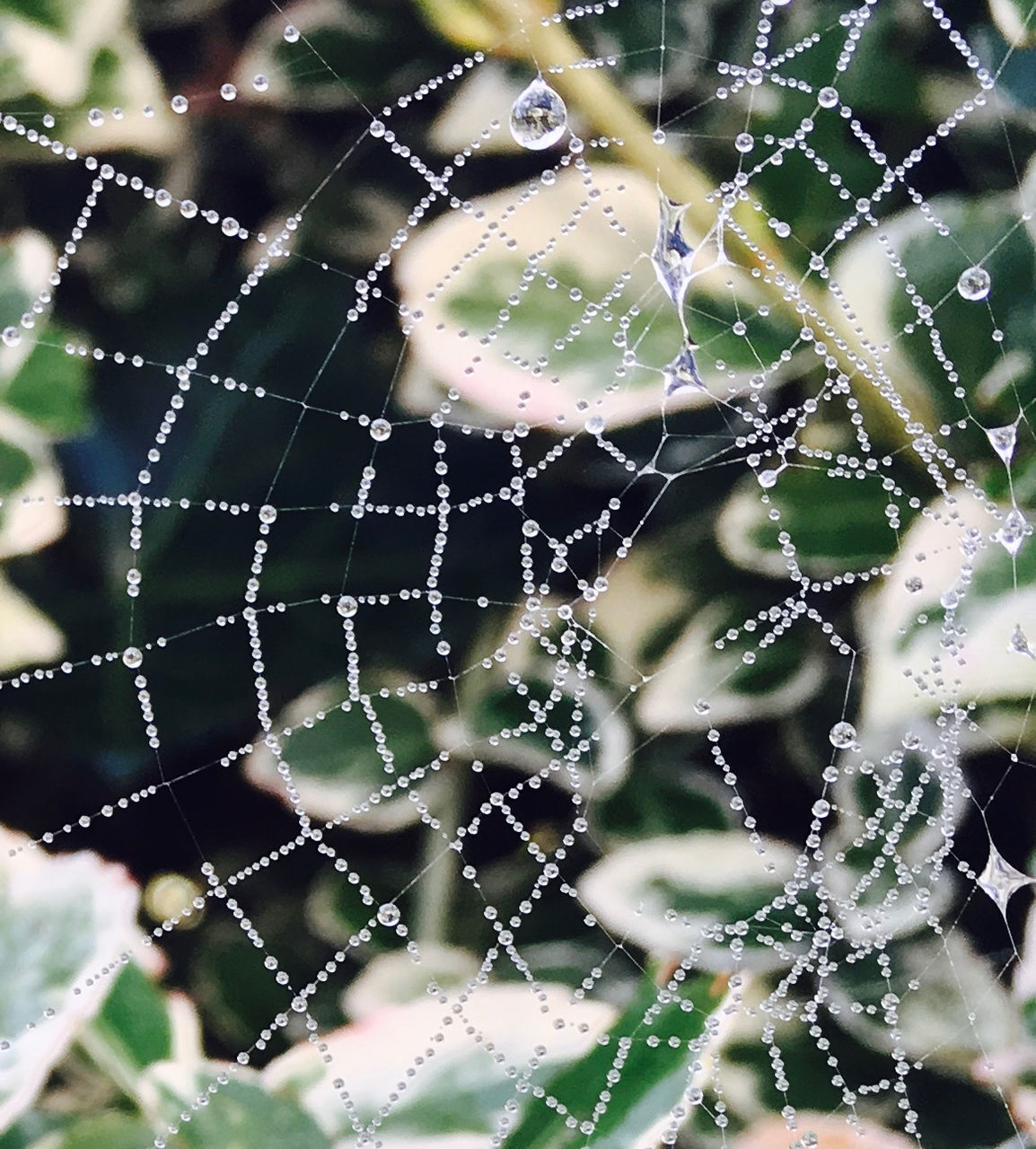 CLOSE-UP OF SPIDER WEB ON WATER DROPS ON WET LEAF