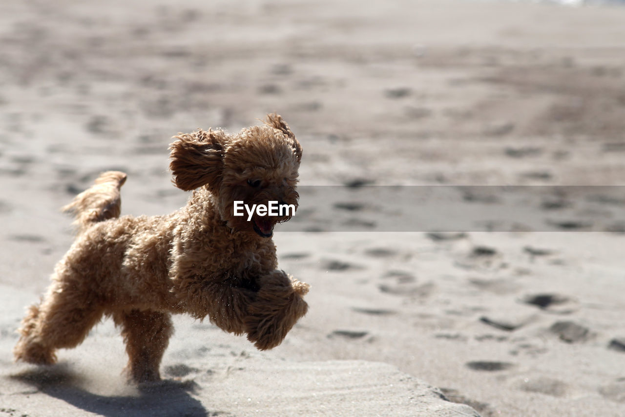 VIEW OF DOG ON BEACH