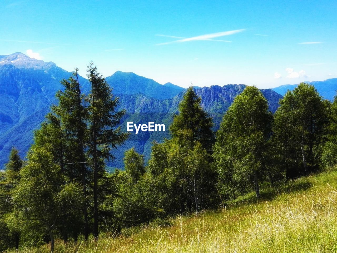 SCENIC VIEW OF TREES ON FIELD AGAINST SKY