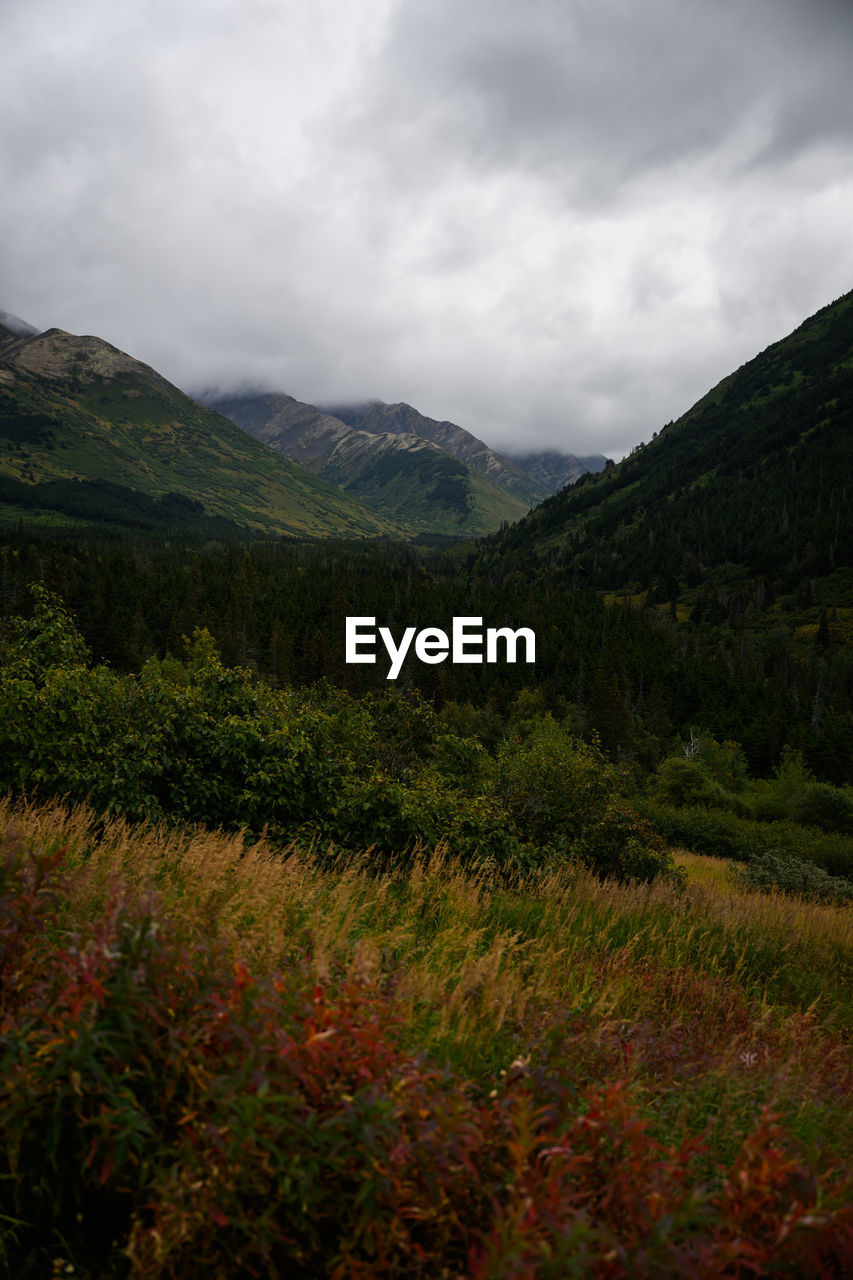 nature, environment, mountain, cloud, wilderness, plant, landscape, sky, land, forest, highland, scenics - nature, beauty in nature, tree, meadow, leaf, autumn, natural environment, no people, overcast, mountain range, non-urban scene, coniferous tree, rural area, travel destinations, ridge, morning, pinaceae, travel, tranquility, pine tree, grass, outdoors, plateau, tourism, valley, pine woodland, tranquil scene, flower, dramatic sky, green, holiday, lake, woodland, day