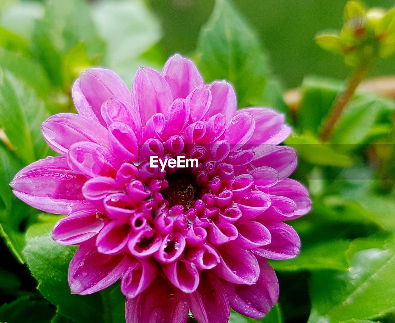 CLOSE-UP OF PINK COSMOS BLOOMING OUTDOORS