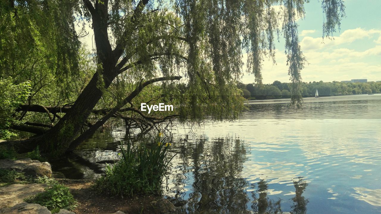 TREES GROWING IN LAKE AGAINST SKY