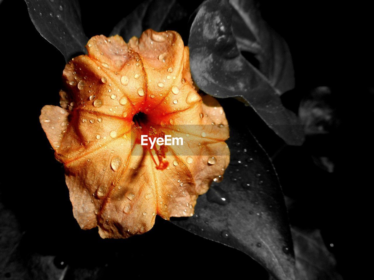 Close-up of flowers