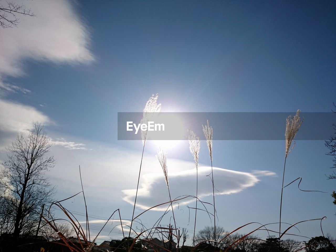 Low angle view of grass against bright sky