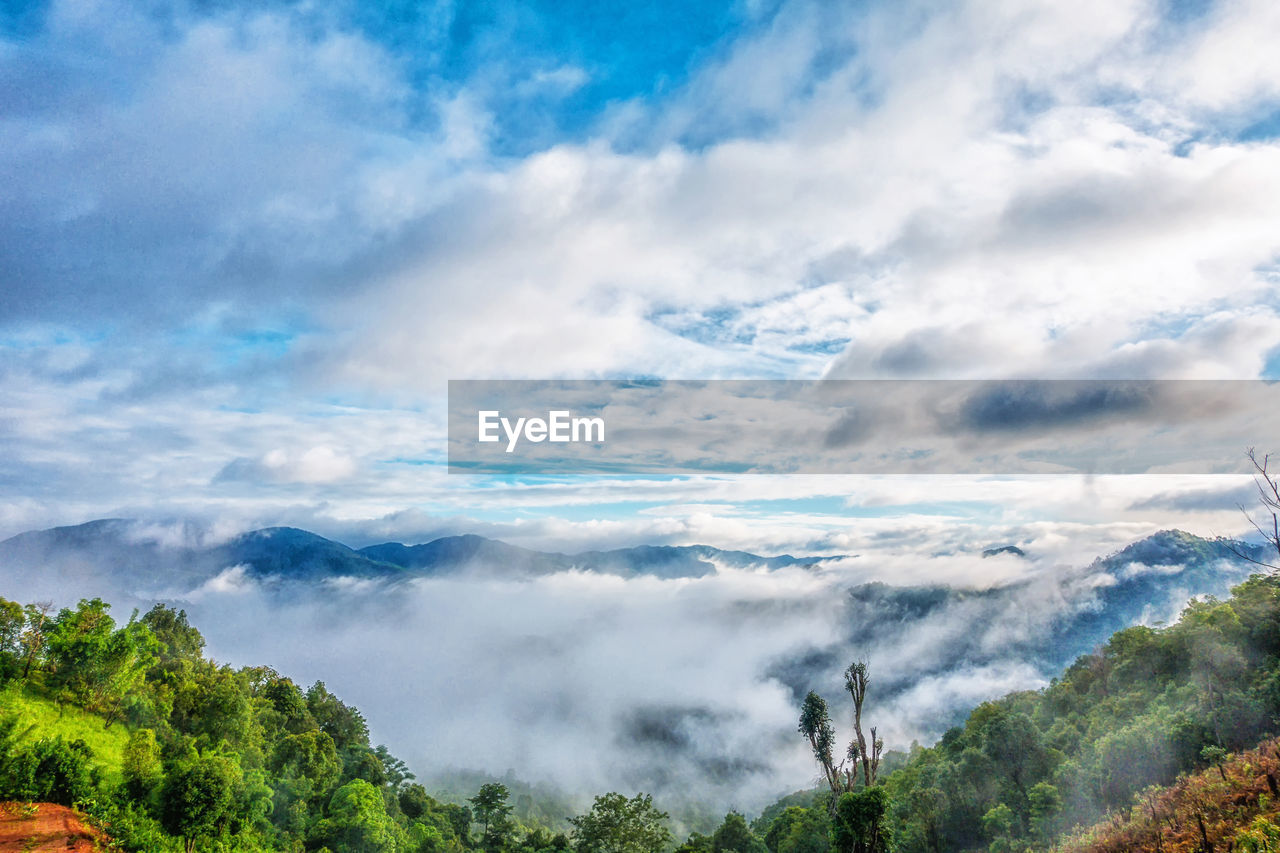 Scenic view of trees in forest against sky