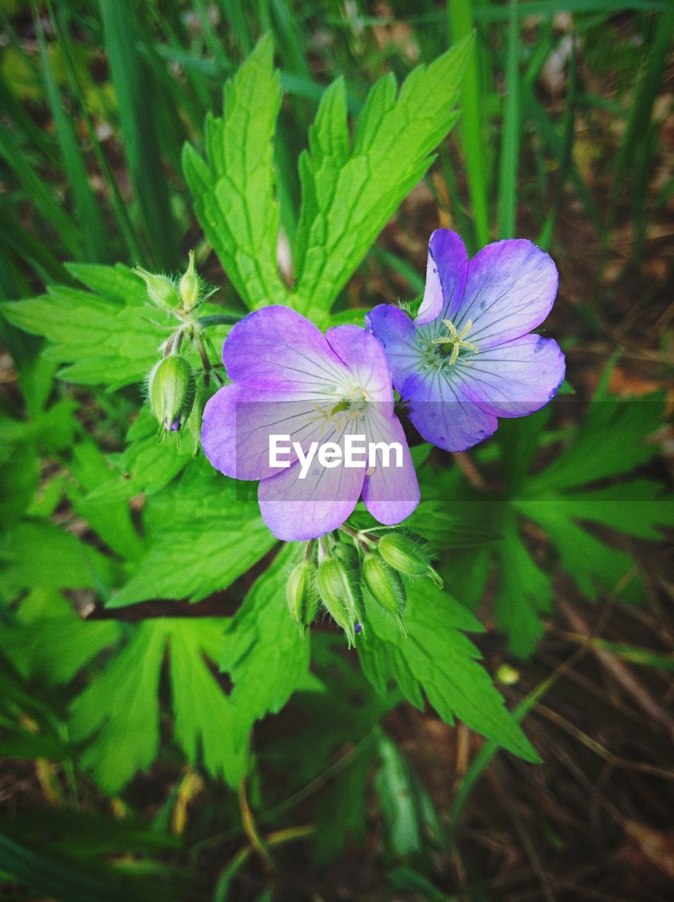 Close-up of purple flowers blooming outdoors