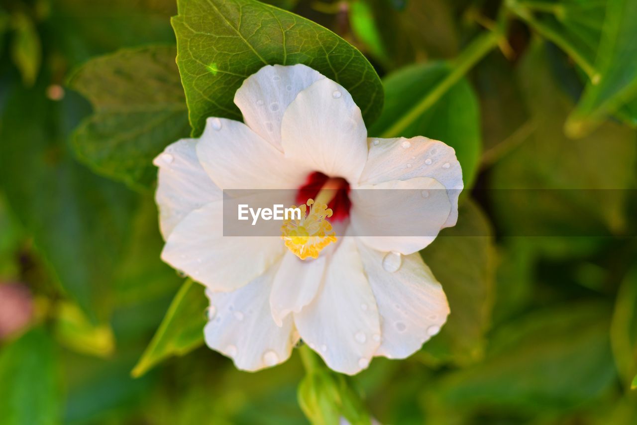 CLOSE-UP OF WHITE HIBISCUS BLOOMING