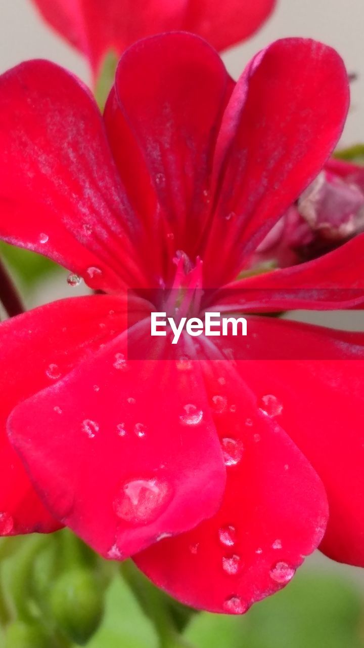 CLOSE-UP OF WET PINK FLOWER