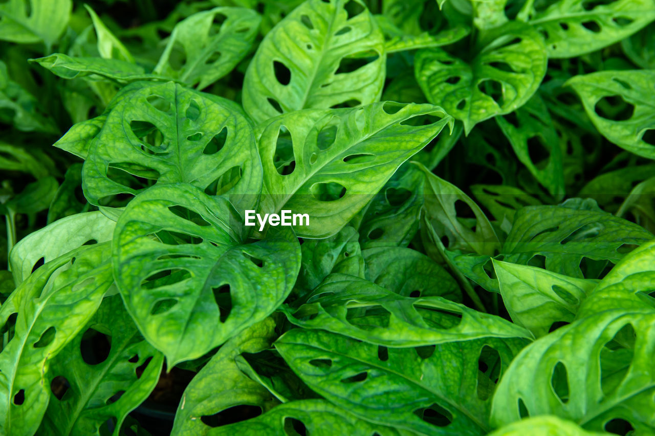 Full frame shot of fresh green leaves on field