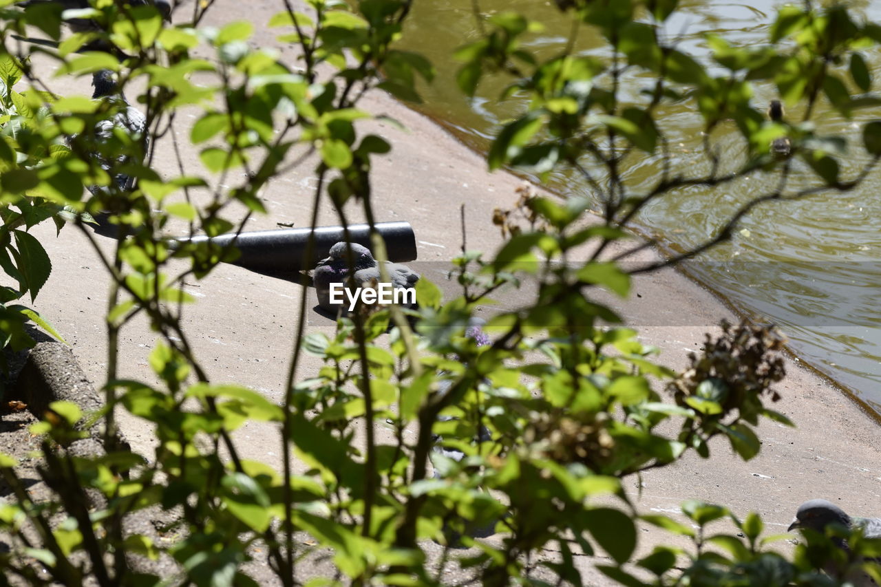 CLOSE-UP OF PLANT AGAINST TREES