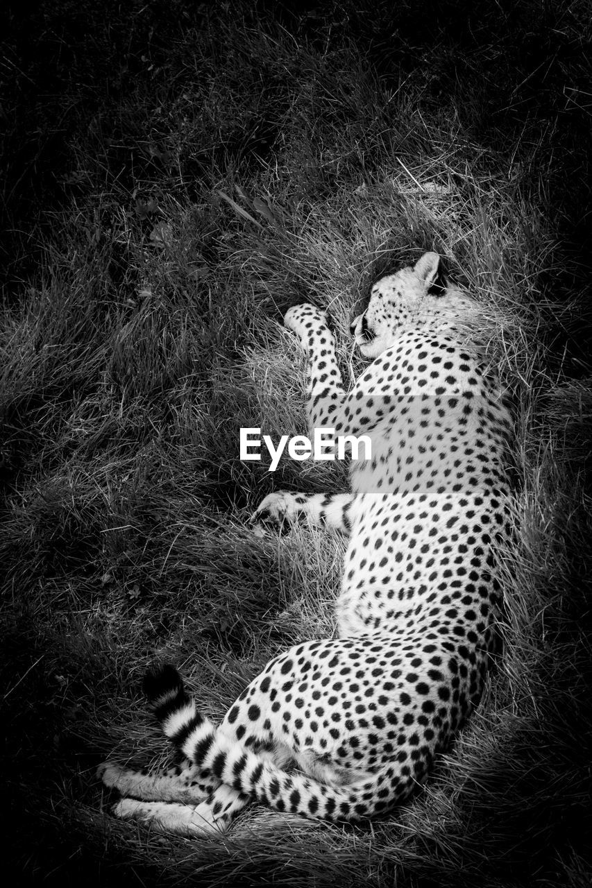 VIEW OF CAT SLEEPING