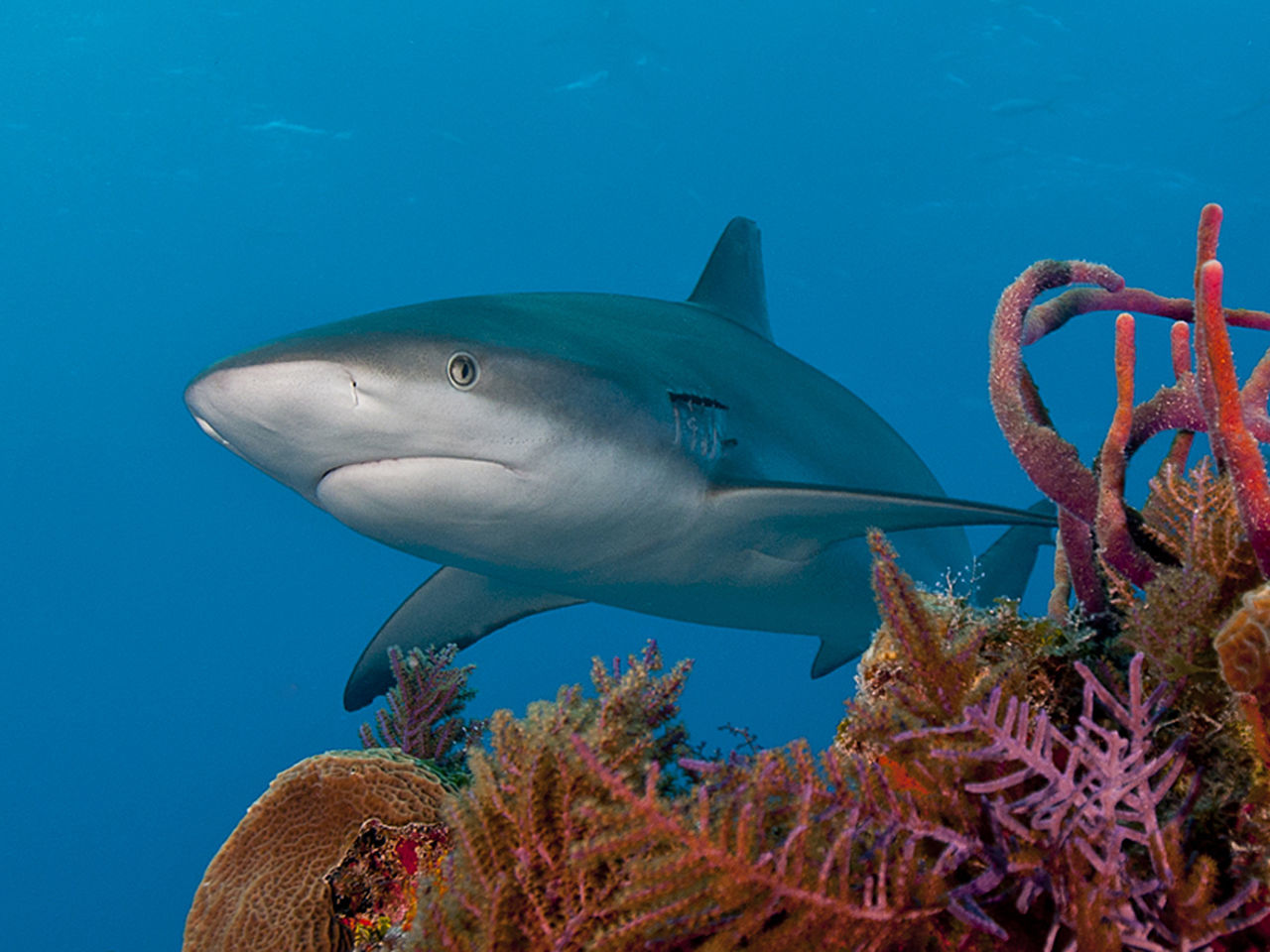 Caribbean reef shark swimming in sea