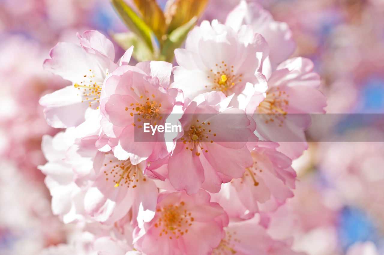 Close-up of pink cherry blossoms blooming outdoors