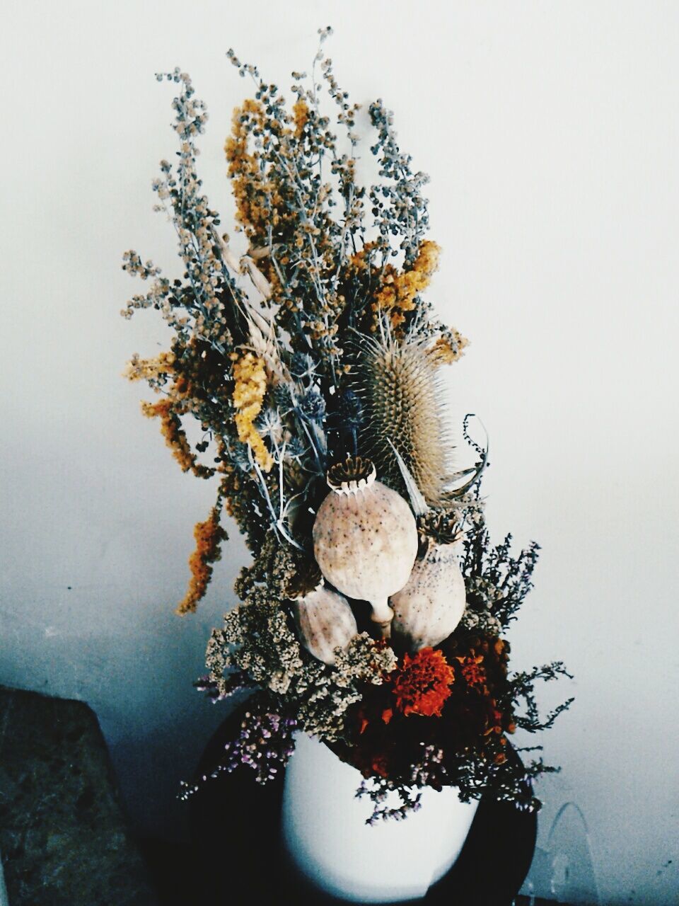 CLOSE-UP OF FLOWER PLANT AGAINST WHITE WALL