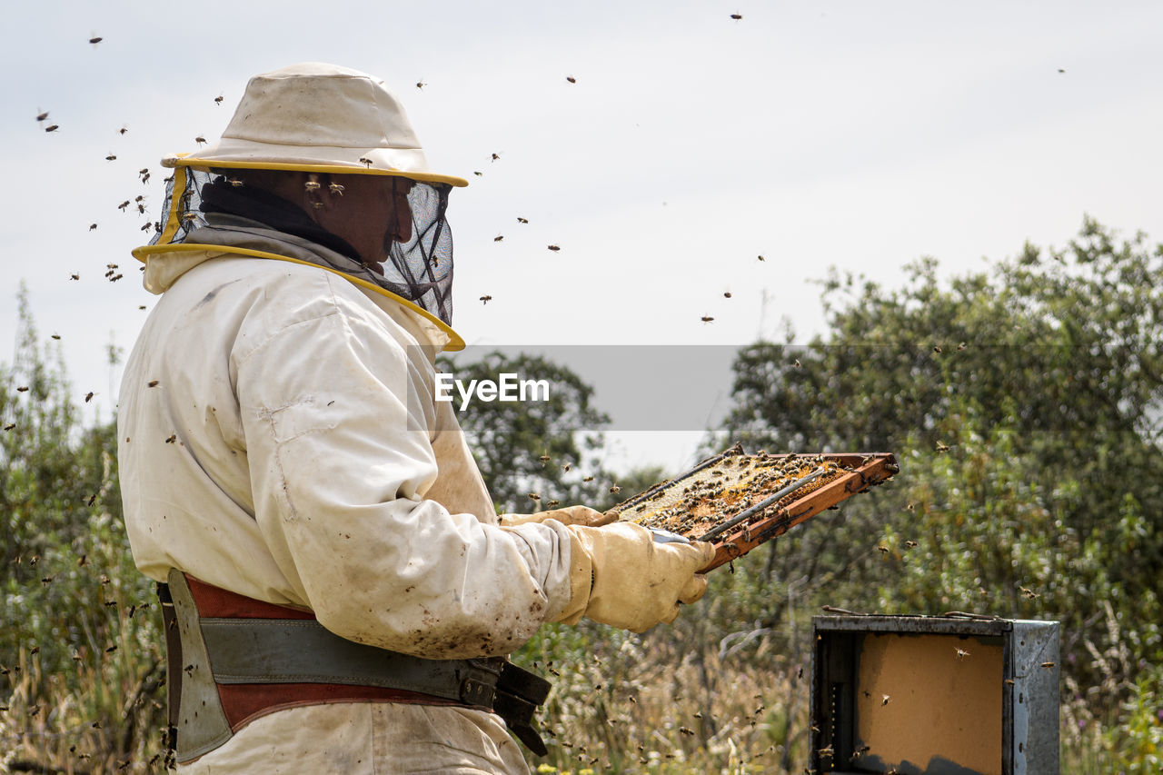 Rural and natural beekeeper, working to collect honey from hives