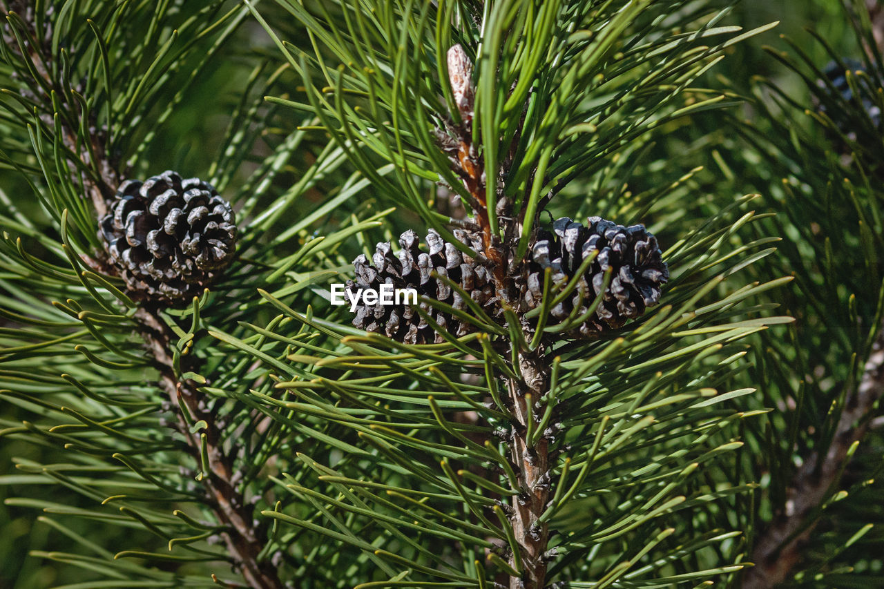 Mountain pine branches with cones in sunlight - pinus mugo turra