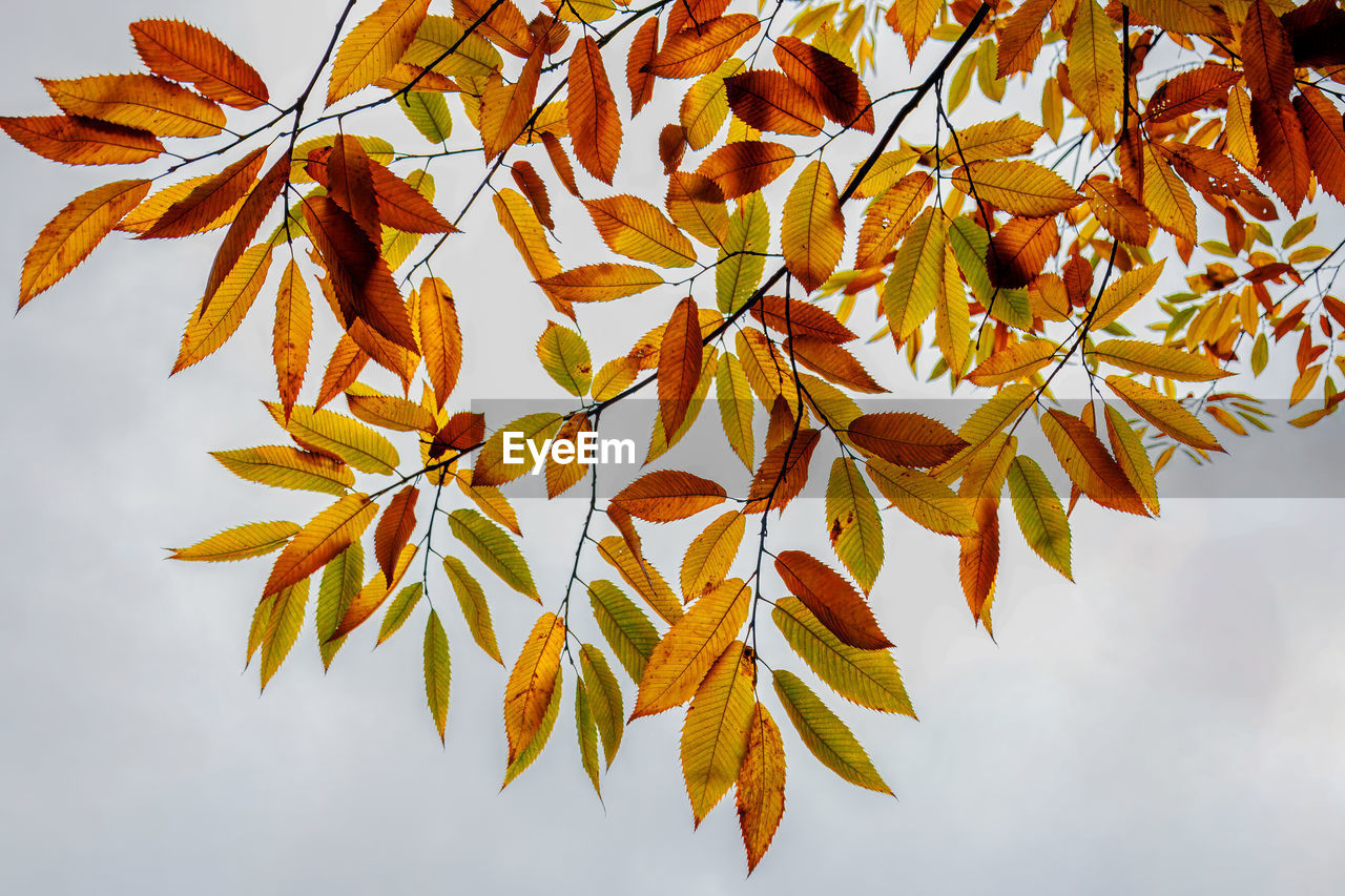 leaf, plant part, tree, branch, nature, autumn, plant, yellow, beauty in nature, sky, no people, sunlight, outdoors, maple, maple leaf, day, tranquility, flower, orange color, close-up, environment, maple tree, low angle view