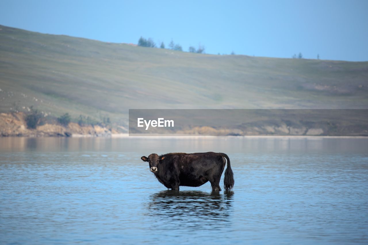 View of cow in lake