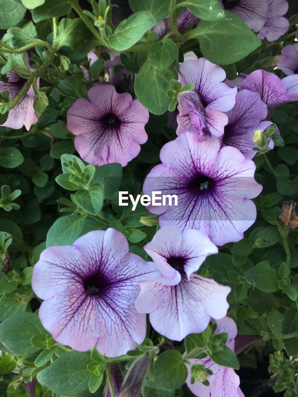 HIGH ANGLE VIEW OF PURPLE COSMOS BLOOMING OUTDOORS