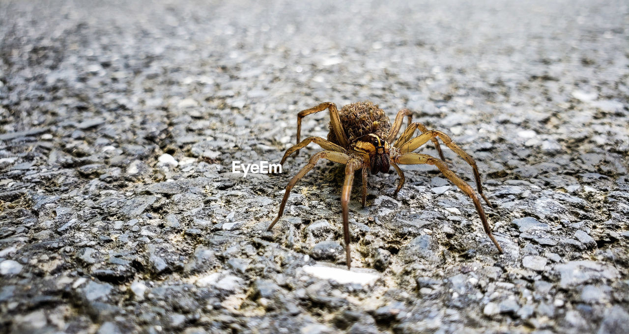 Close-up of wolf spider on rock