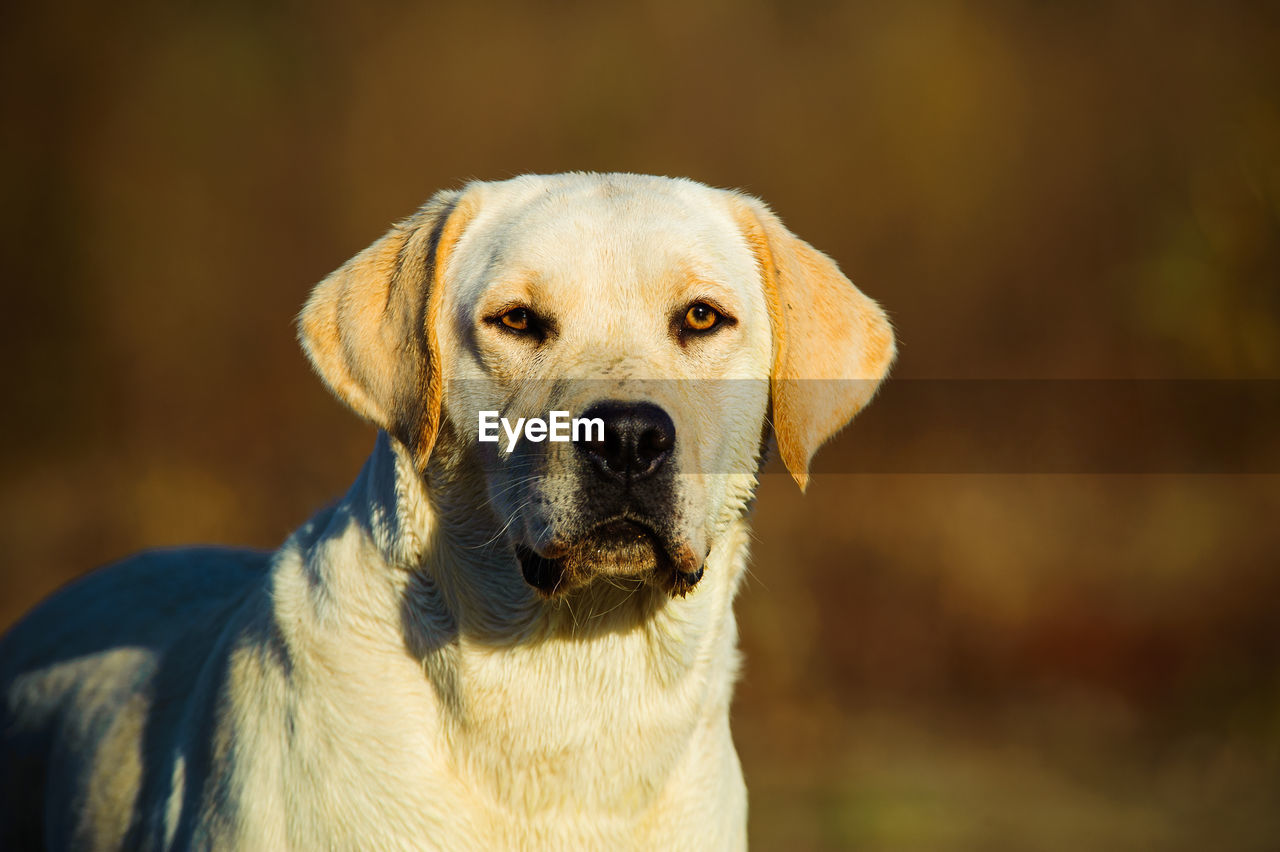 Portrait of yellow labrador retriever