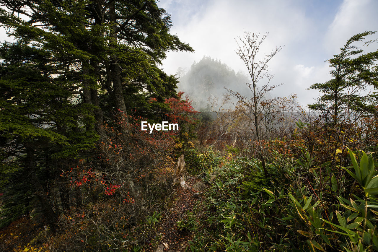 Trees growing on field against sky