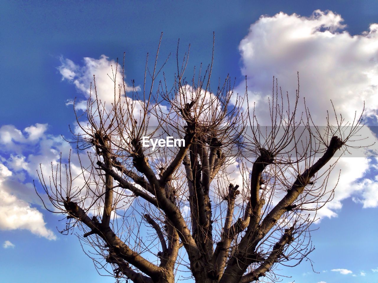 High section of bare tree against blue sky and clouds