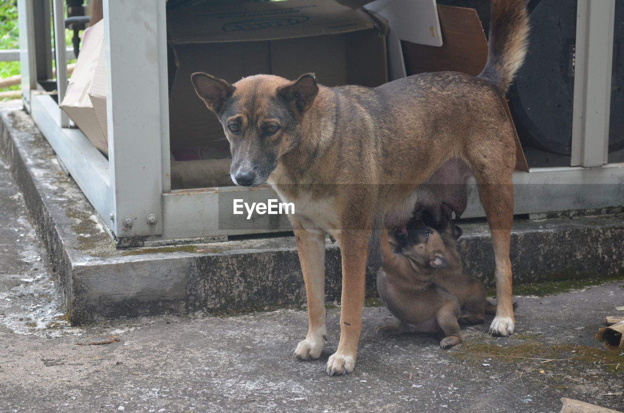 PORTRAIT OF DOG WITH CAT