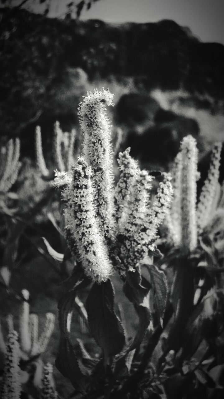 CLOSE-UP OF PLANTS