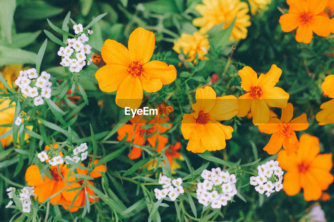 Close-up of orange flowers blooming outdoors