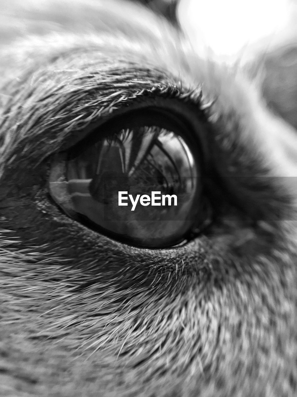 EXTREME CLOSE-UP OF PORTRAIT OF EYE
