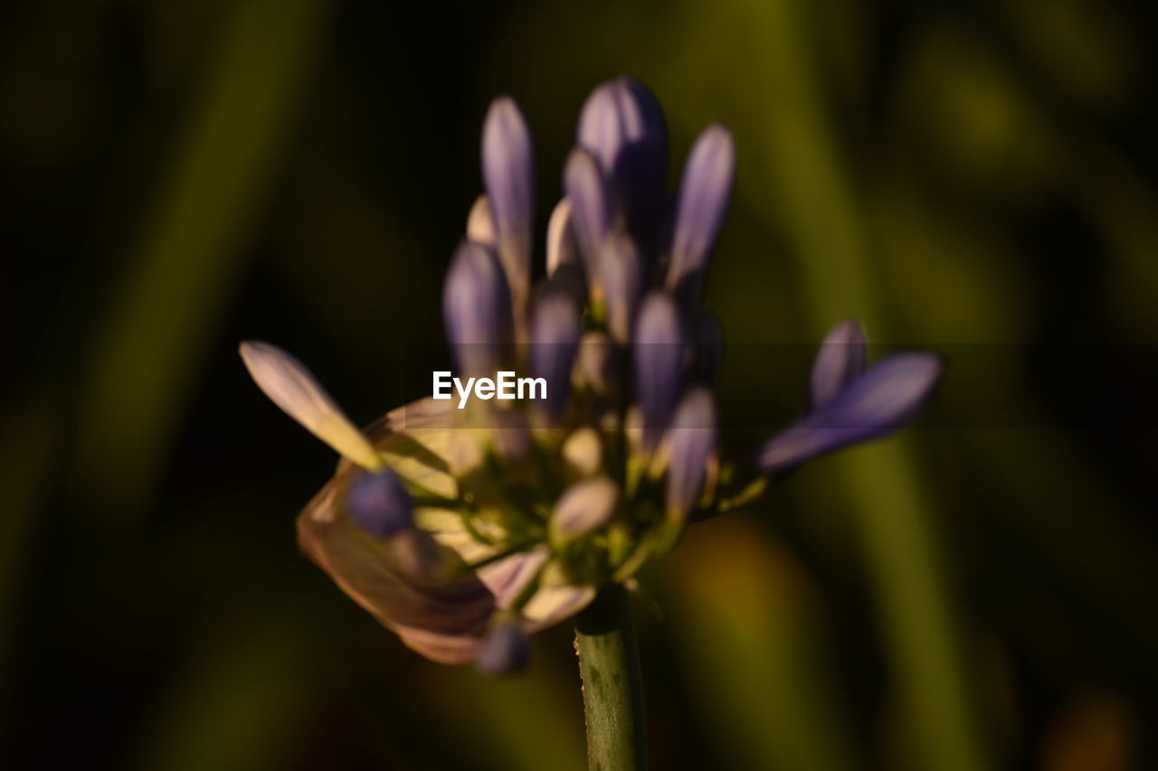 CLOSE-UP OF PURPLE FLOWERS