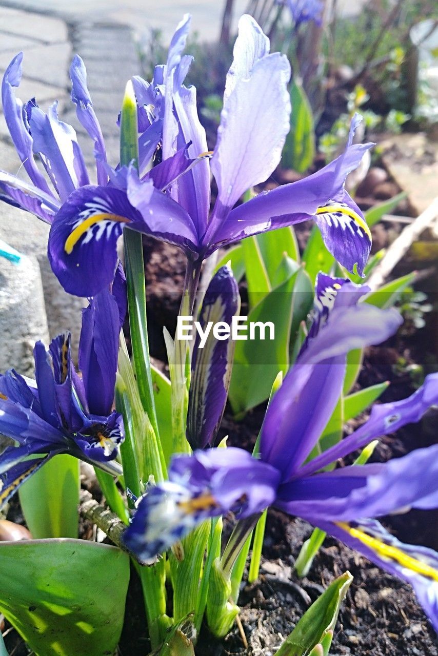 flower, flowering plant, plant, purple, beauty in nature, freshness, growth, close-up, fragility, nature, petal, iris, flower head, inflorescence, crocus, no people, leaf, plant part, springtime, day, blossom, focus on foreground, botany, outdoors