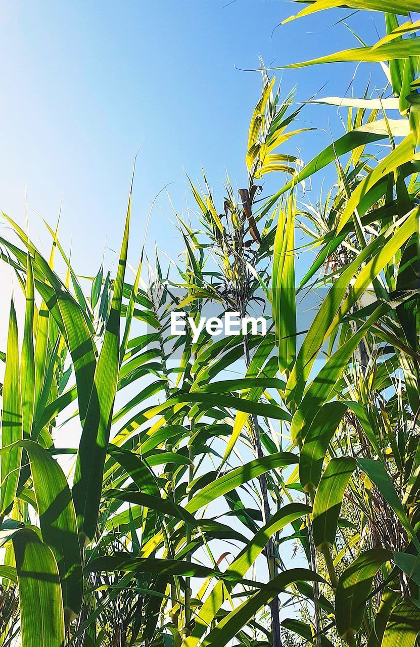 LOW ANGLE VIEW OF PLANTS GROWING ON FIELD AGAINST SKY