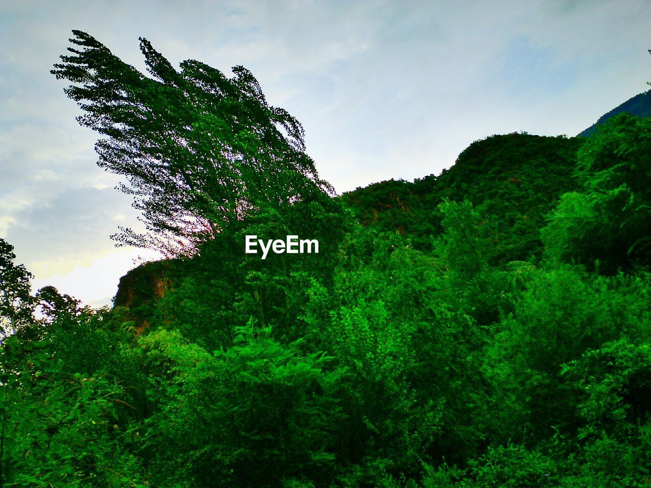 LOW ANGLE VIEW OF TREES IN FOREST