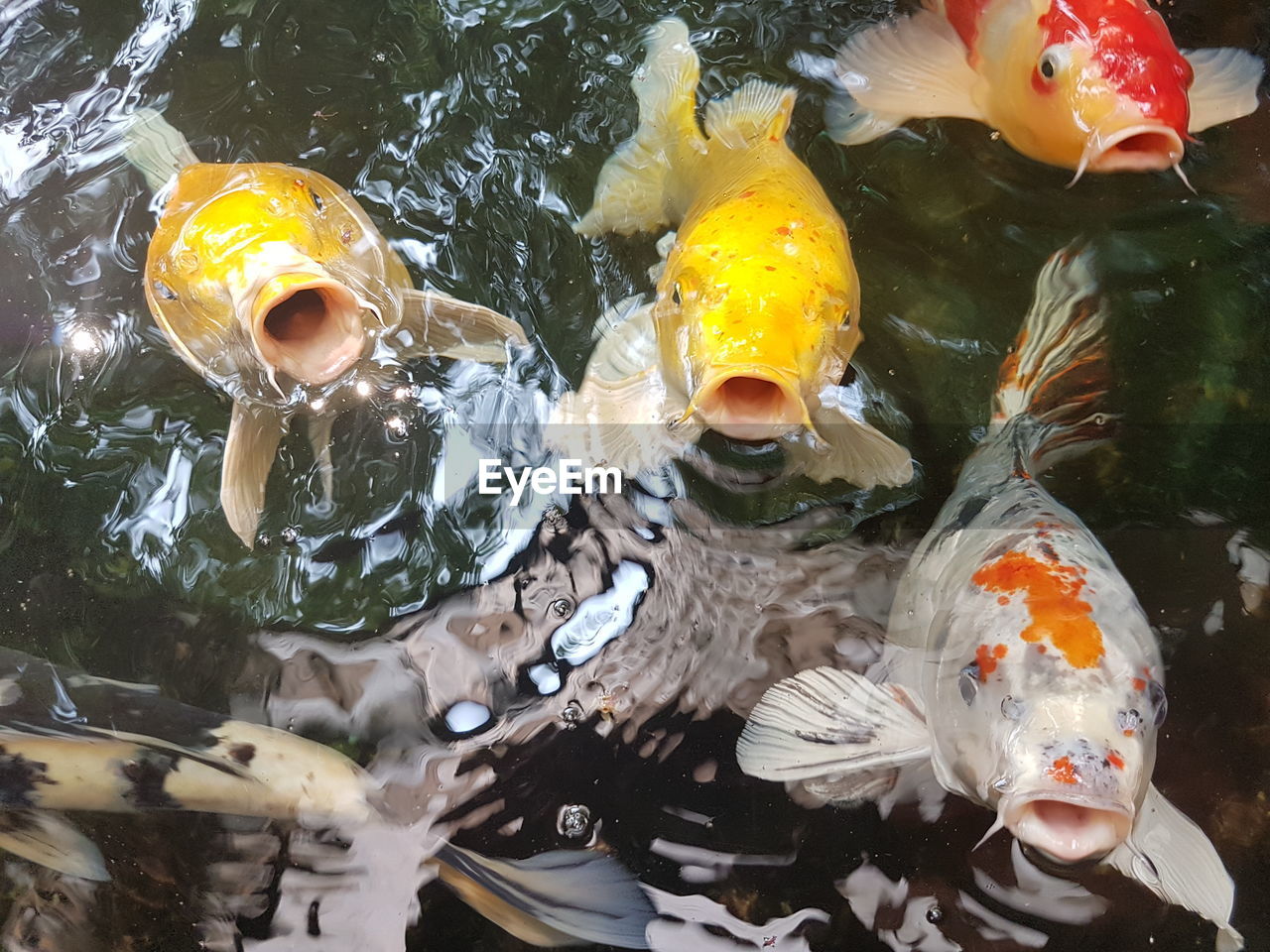 HIGH ANGLE VIEW OF KOI IN WATER