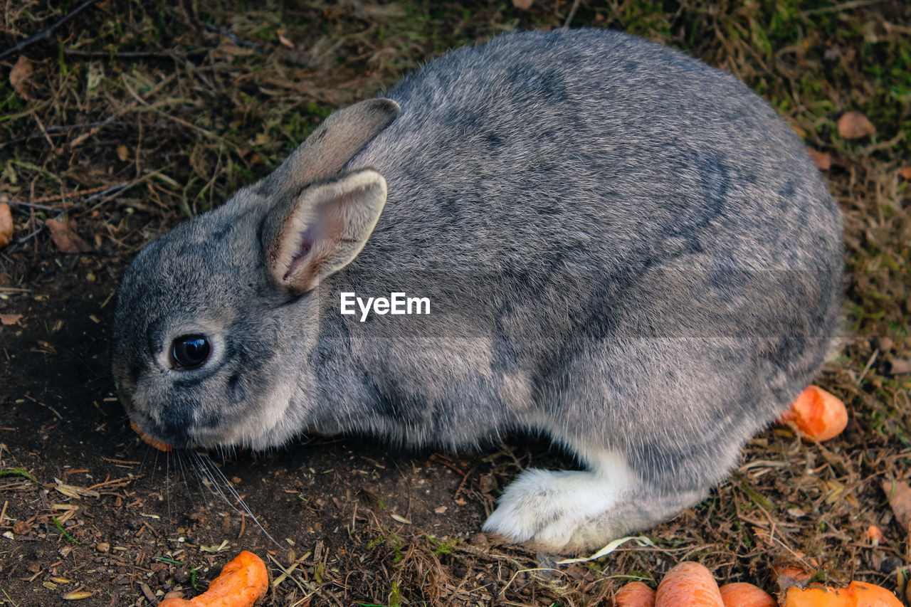 Close-up of rabbit on field