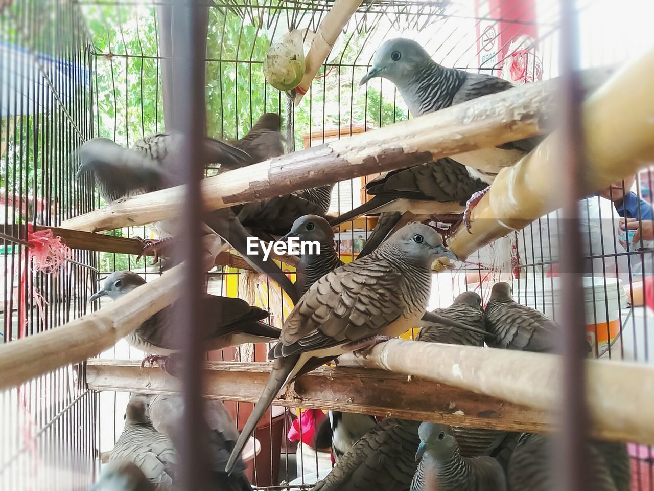 PIGEONS PERCHING IN CAGE