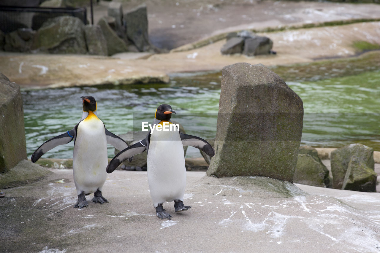 Penguins on pier by sea