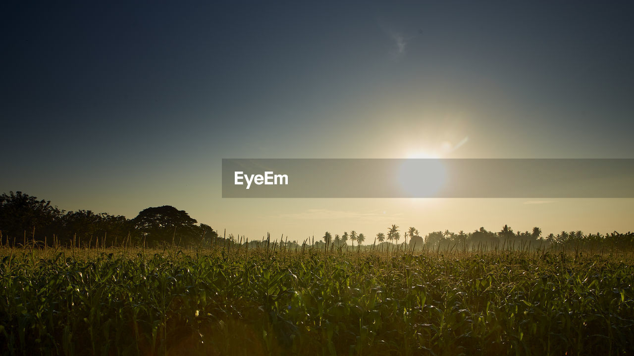 sky, horizon, landscape, field, plant, morning, land, nature, environment, sunlight, agriculture, dawn, rural scene, grass, beauty in nature, cloud, scenics - nature, crop, sunrise, sun, no people, tranquility, tree, cereal plant, plain, tranquil scene, growth, outdoors, grassland, farm, twilight, meadow, light, non-urban scene, corn, idyllic, food, summer, sunbeam, natural environment, prairie, back lit, food and drink, glowing, urban skyline, lens flare