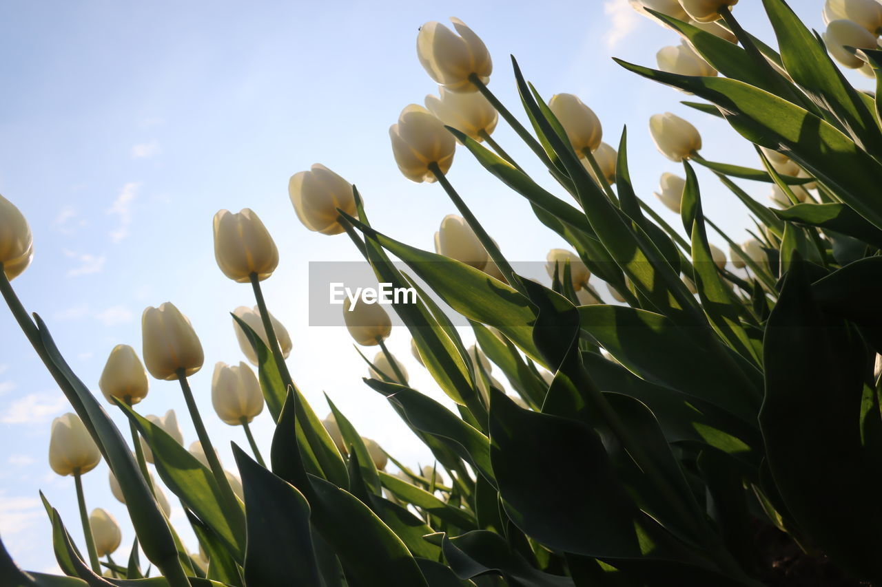 plant, flower, grass, growth, nature, green, sunlight, sky, beauty in nature, no people, leaf, plant part, flowering plant, agriculture, land, low angle view, food, field, freshness, cloud, outdoors, close-up, day, crop, landscape, tree, springtime, food and drink, environment, rural scene